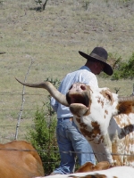 cow206